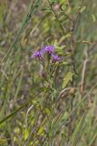 Cylindric Blazing Star, Liatris cylindracea