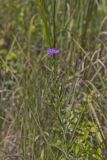 Cylindric Blazing Star, Liatris cylindracea