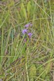 Cylindric Blazing Star, Liatris cylindracea