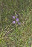 Cylindric Blazing Star, Liatris cylindracea