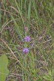 Cylindric Blazing Star, Liatris cylindracea
