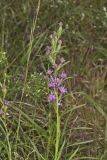 Cylindric Blazing Star, Liatris cylindracea
