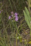 Cylindric Blazing Star, Liatris cylindracea