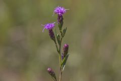 Cylindric Blazing Star, Liatris cylindracea