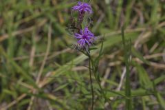 Cylindric Blazing Star, Liatris cylindracea