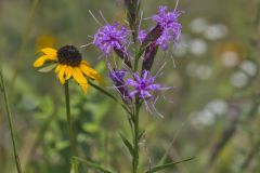 Cylindric Blazing Star, Liatris cylindracea