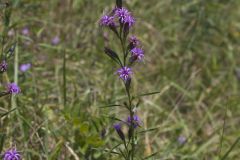 Cylindric Blazing Star, Liatris cylindracea