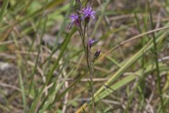 Cylindric Blazing Star, Liatris cylindracea