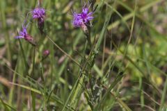 Cylindric Blazing Star, Liatris cylindracea