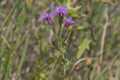 Cylindric Blazing Star, Liatris cylindracea