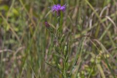 Cylindric Blazing Star, Liatris cylindracea