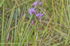 Cylindric Blazing Star, Liatris cylindracea