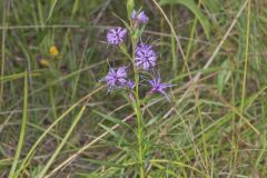 Cylindric Blazing Star, Liatris cylindracea