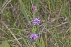 Cylindric Blazing Star, Liatris cylindracea