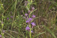 Cylindric Blazing Star, Liatris cylindracea