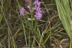 Cylindric Blazing Star, Liatris cylindracea