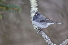 Dark-eyed Junco, Junco hyemalis
