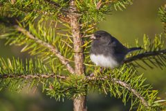 Dark-eyed Junco, Junco hyemalis