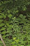 Darlington's glade spurge, Euphorbia purpurea