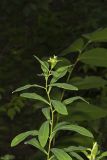 Darlington's glade spurge, Euphorbia purpurea