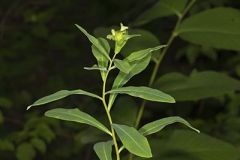 Darlington's glade spurge