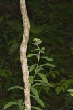 Darlington's glade spurge, Euphorbia purpurea
