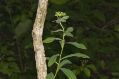 Darlington's glade spurge, Euphorbia purpurea
