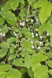Deerberry, Vaccinium stamineum