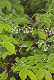 Deerberry, Vaccinium stamineum