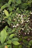 Deerberry, Vaccinium stamineum