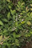 Deerberry, Vaccinium stamineum