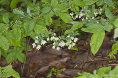 Deerberry, Vaccinium stamineum