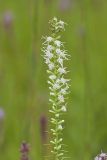 Dense Blazing Star, liatris spicata
