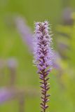 Dense Blazing Star, liatris spicata