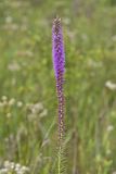 Dense Blazing Star, liatris spicata