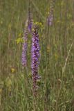 Dense Blazing Star, liatris spicata