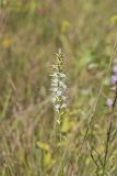 Dense Blazing Star, liatris spicata