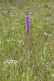 Dense Blazing Star, liatris spicata