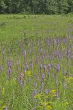 Dense Blazing Star, liatris spicata
