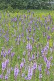 Dense Blazing Star, liatris spicata