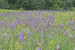 Dense Blazing Star, liatris spicata