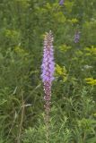 Dense Blazing Star, liatris spicata