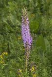 Dense Blazing Star, liatris spicata