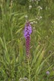 Dense Blazing Star, liatris spicata