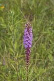 Dense Blazing Star, liatris spicata