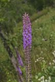 Dense Blazing Star, liatris spicata
