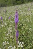 Dense Blazing Star, liatris spicata