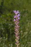Dense Blazing Star, liatris spicata