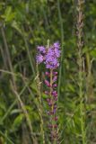 Dense Blazing Star, liatris spicata