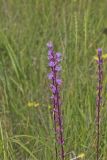 Dense Blazing Star, liatris spicata
